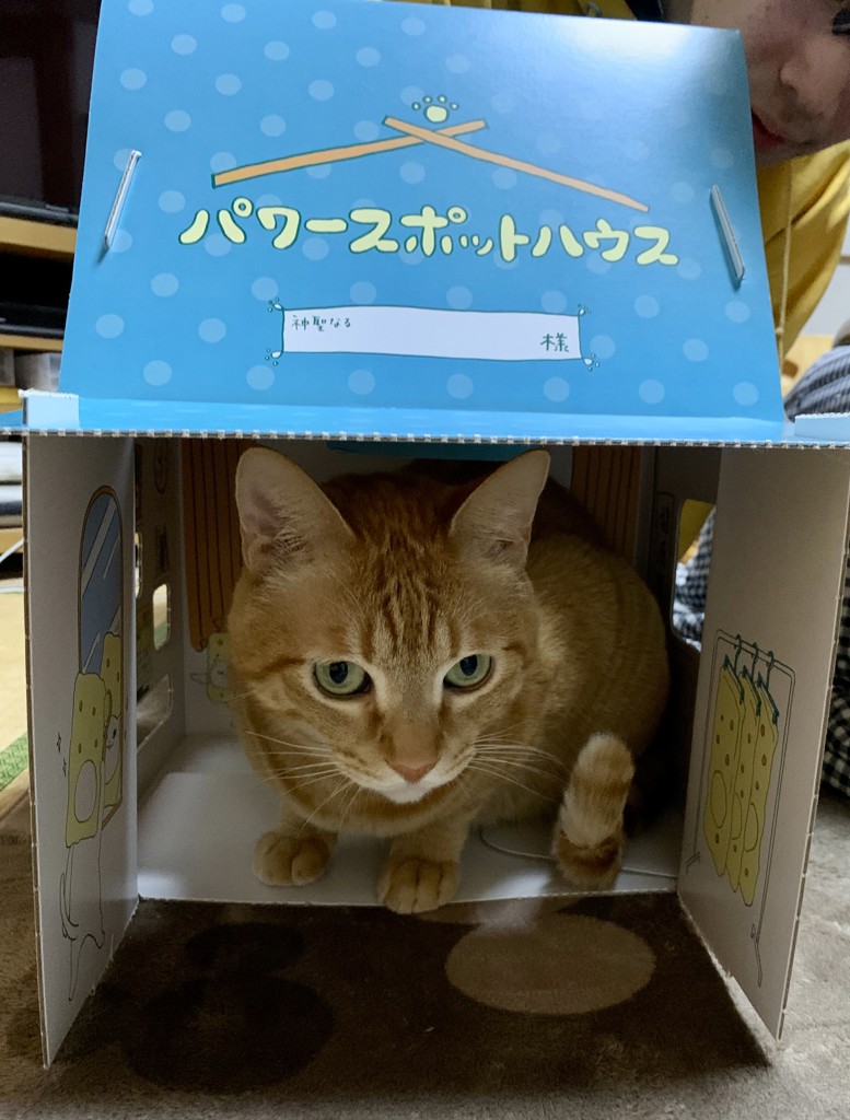 投稿写真