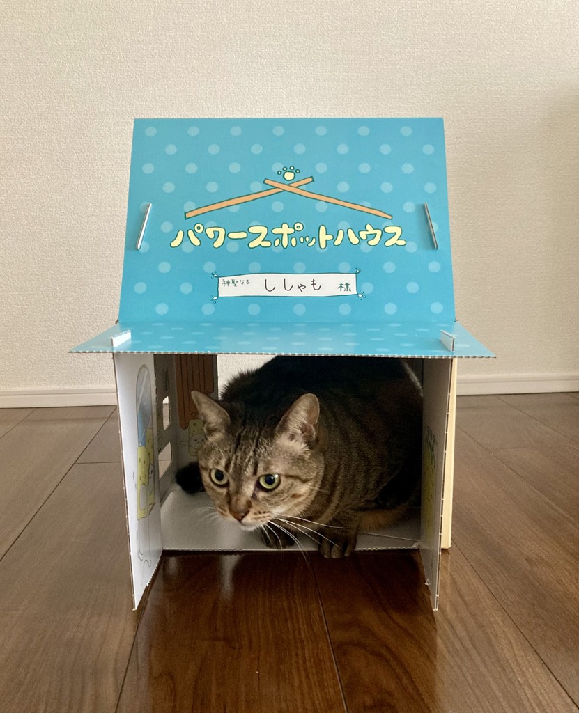 投稿写真
