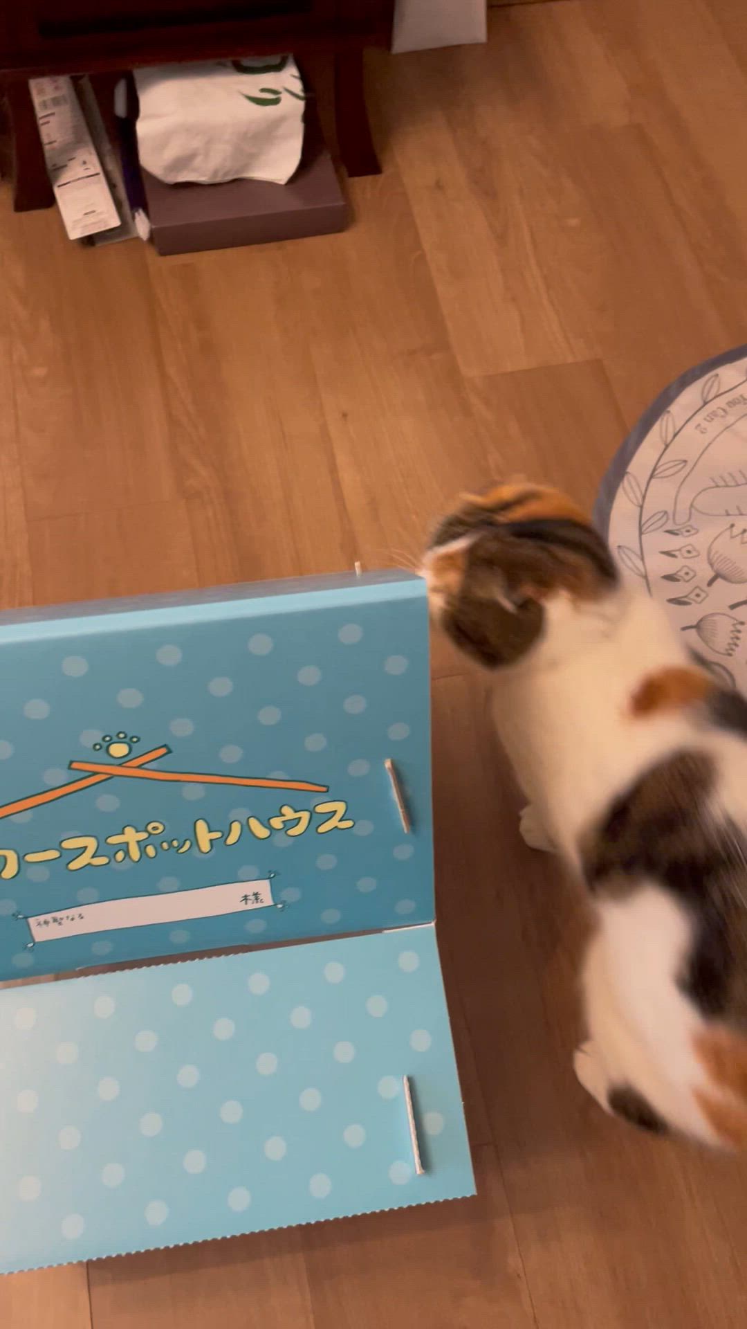 投稿写真