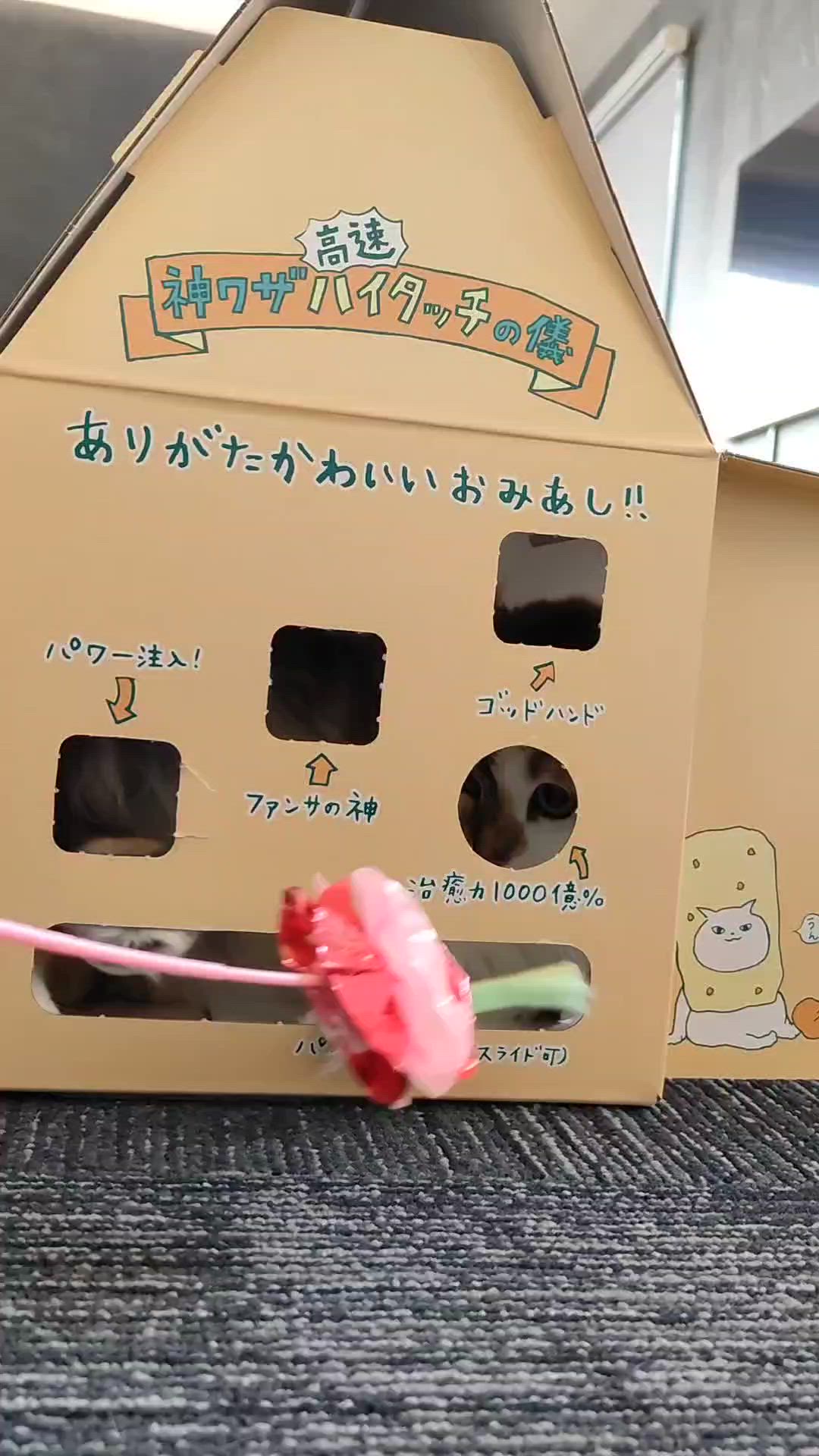 投稿写真