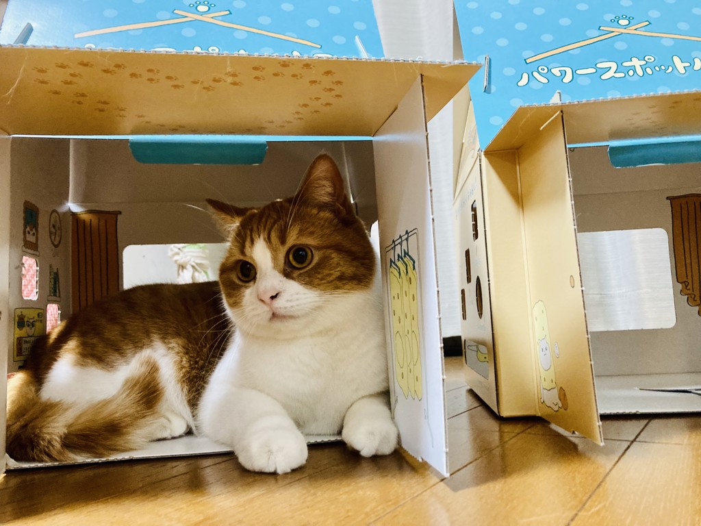 投稿写真