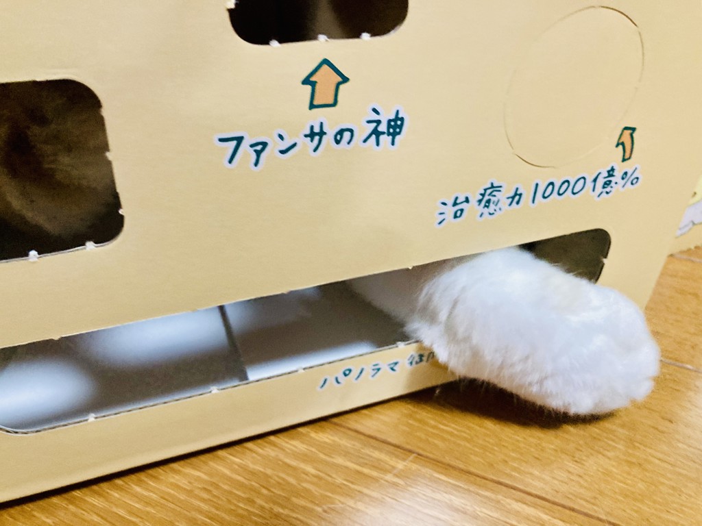 投稿写真