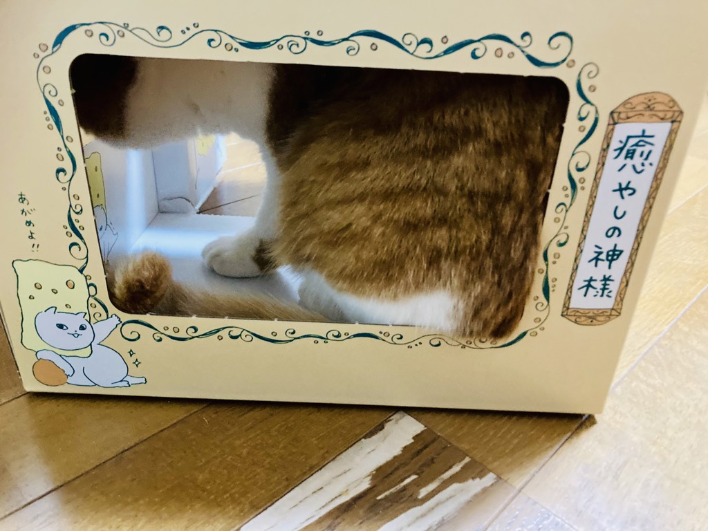 投稿写真