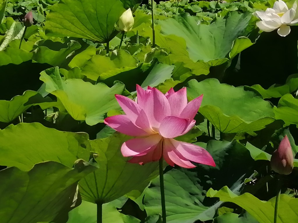 投稿写真