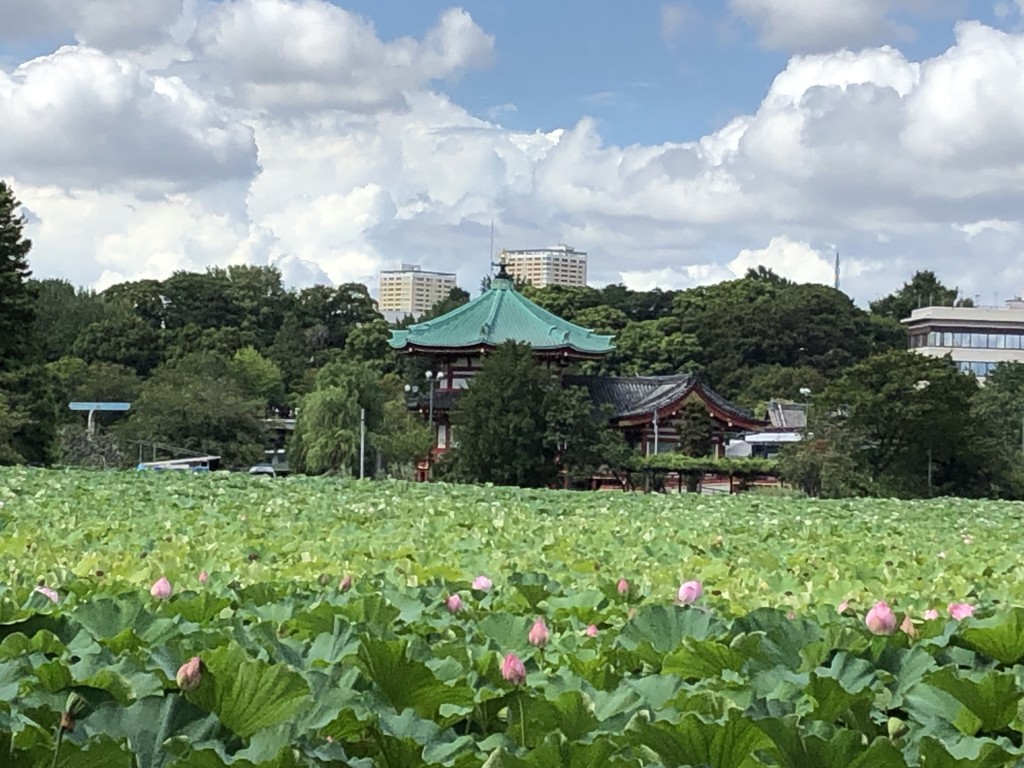 投稿写真