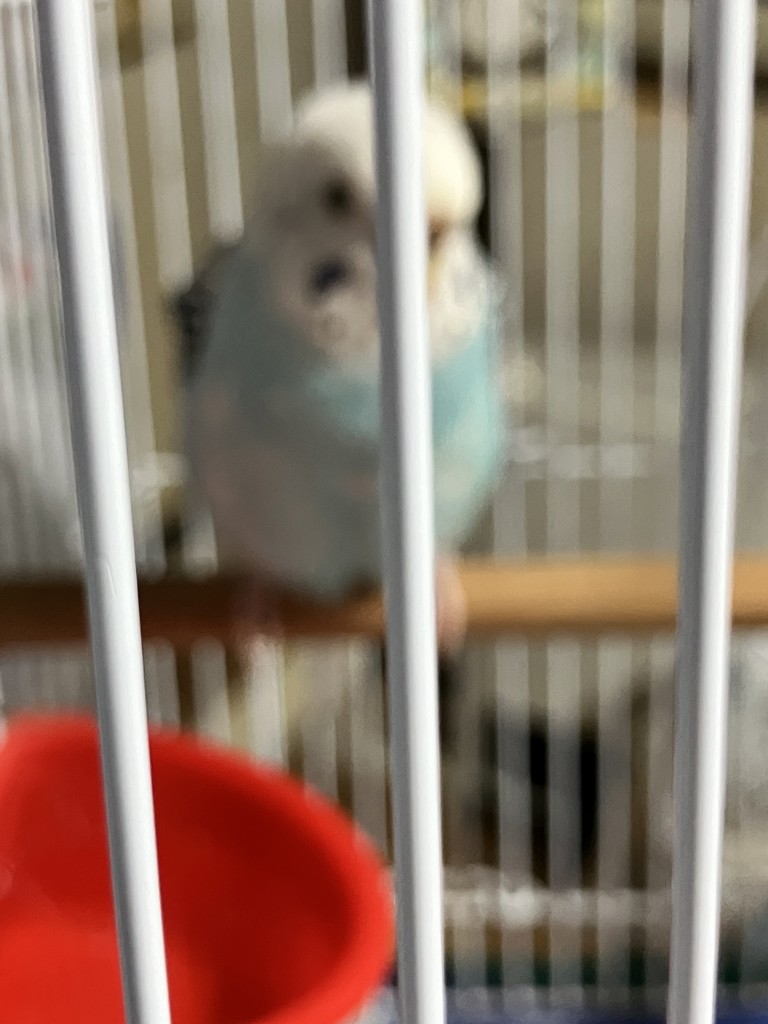 投稿写真