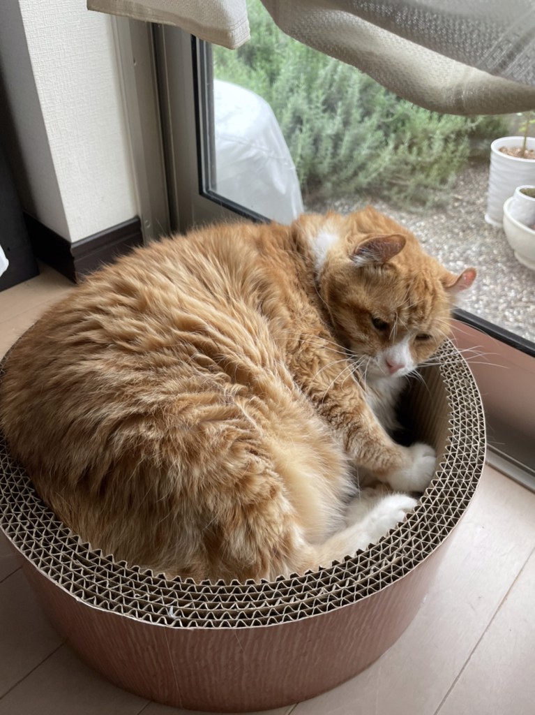投稿写真