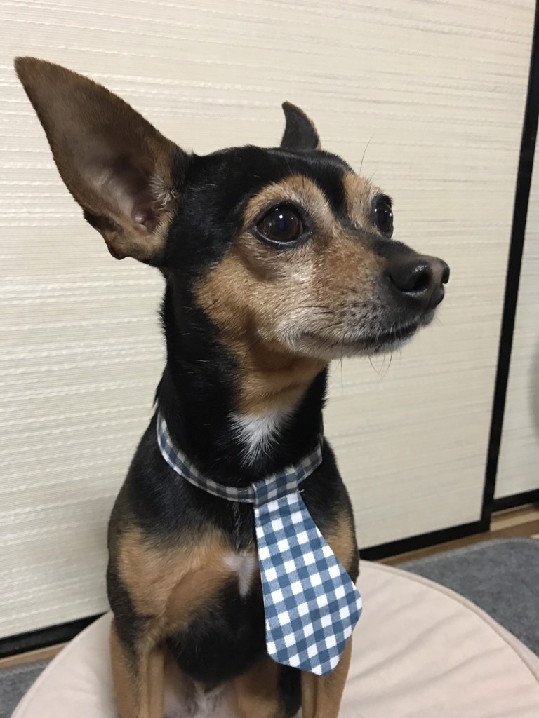 投稿写真