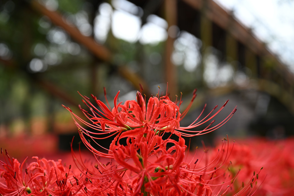 Nikon NIKKOR Z 24-70mm f/2.8 S II 新品｜フジヤカメラ