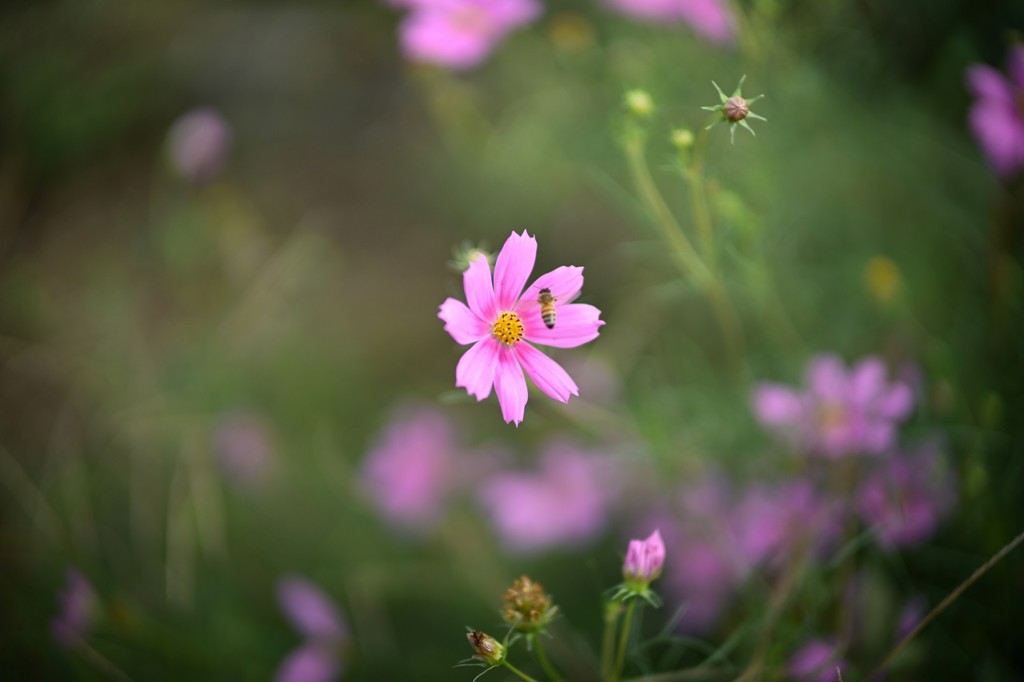 Voigtlander NOKTON 50mm F1 Aspherical VM 新品｜フジヤカメラ