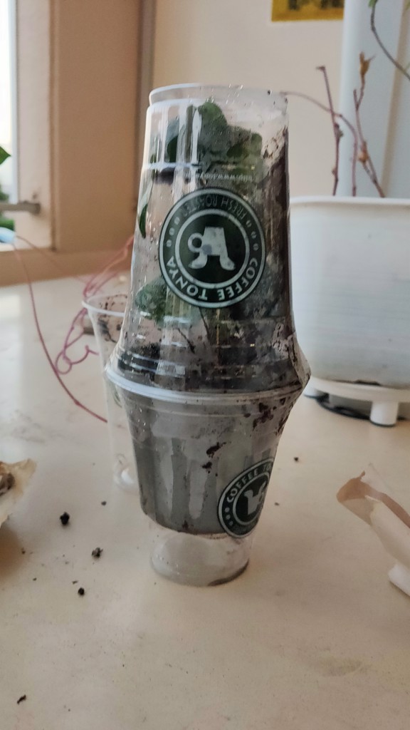 投稿写真