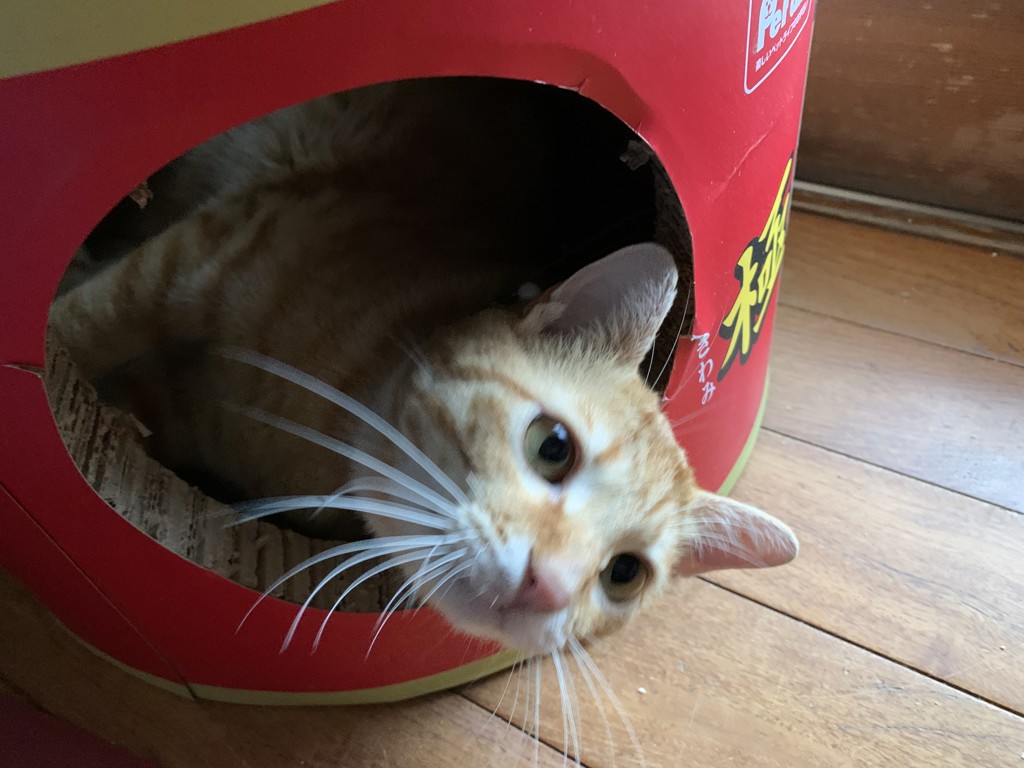 ベジタブルチップスアソート6pcs｜DEAN & DELUCA【公式】