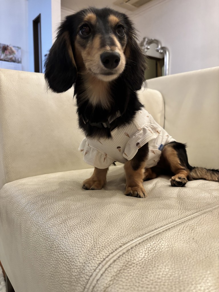 【新品】ジェラピケ DOG柄 ダックスフンド 上下セット ハーフパンツ ジェラートピケ DOG柄 ダックスフンド上下セット Tシャツ