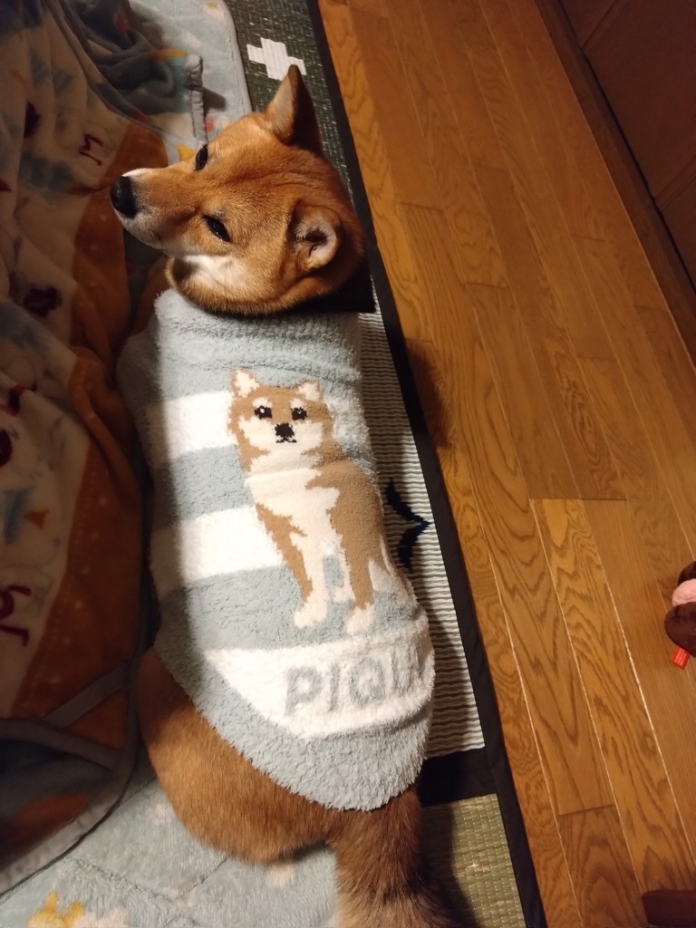 CAT&DOG】ベビモコ柴犬ジャガードプルオーバー(ウェア)|ルーム CAT&DOG】ベビモコ柴犬ジャガードプルオーバー(ウェア)|ルーム