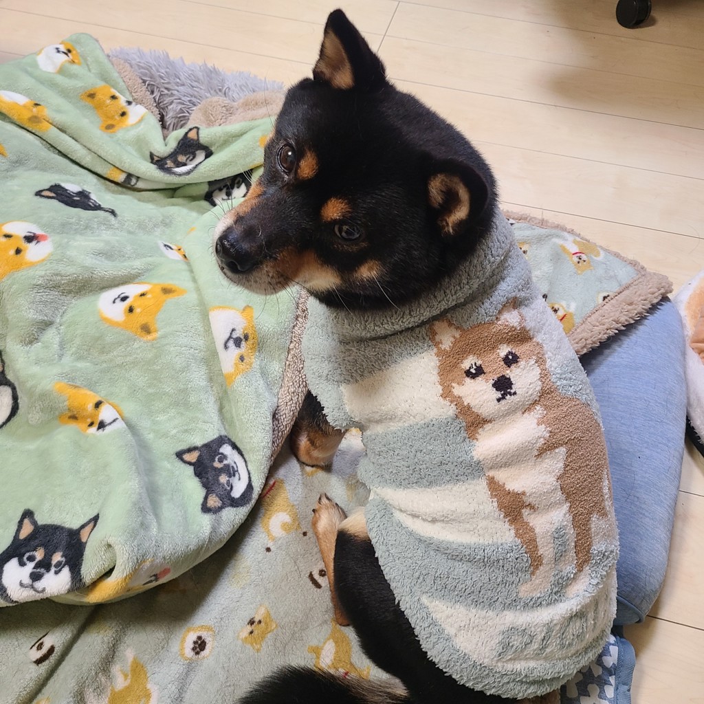 Gelato pique ジェラートピケ 柴犬柄 部屋着ワンピース gelato pique - 【池袋パルコオープン記念】ジェラートピケ