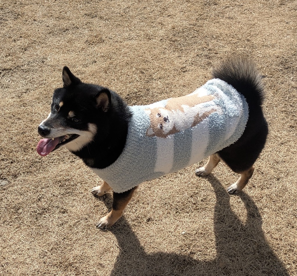 GELATO PIQUE ルームウェア 芝犬 黒柴 上下セット ジェラピケ『柴犬』コレクションまとめ！販売を拡大して2023年8