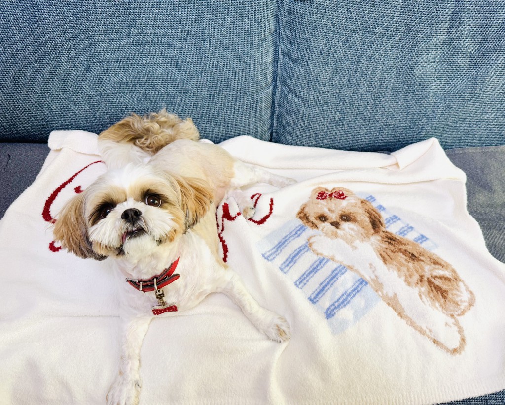 正規品♡新品 ジェラートピケ シーズー マルチカバー 毛布 ブランケット 完売 正規品♡新品 ジェラートピケ シーズー マルチカバー 毛布