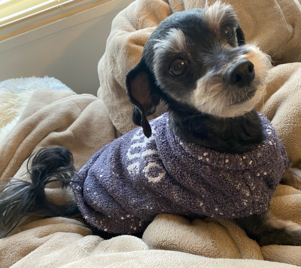 CAT&DOG】【販路限定商品】ベビモコネップdogプルオーバー(ウェア