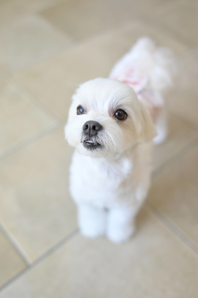 Sleep】DOG柄 プリント毛布(ブランケット・タオルケット)｜ルーム