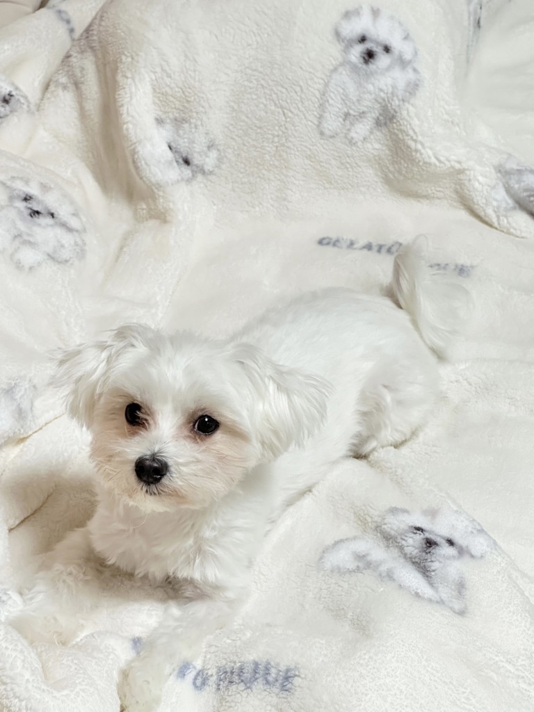 Sleep】DOG柄 プリント毛布(ブランケット・タオルケット)｜ルーム