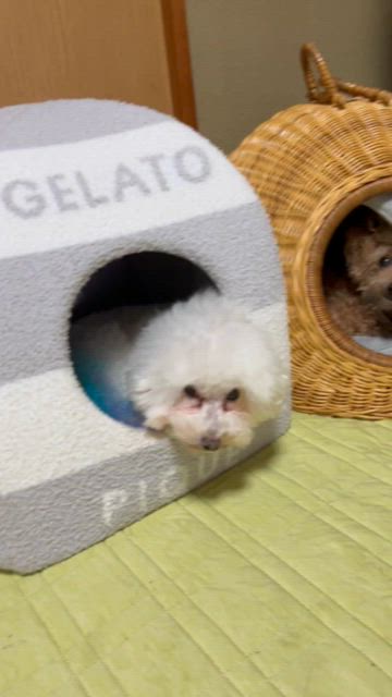 Amazon.co.jp: [ジェラートピケ キャットアンドドッグ] CAT&DOG
