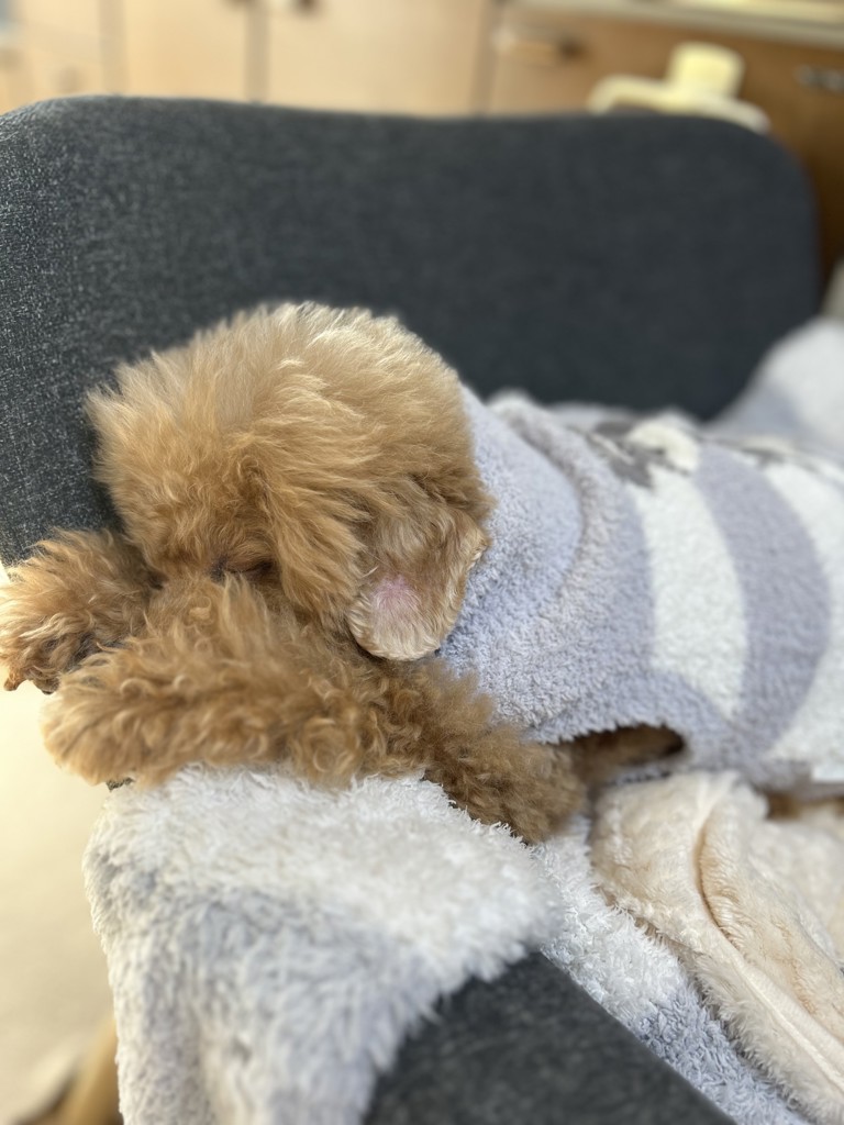 CAT&DOG】ベビモコシュナウザージャガードプルオーバーの口コミ一覧