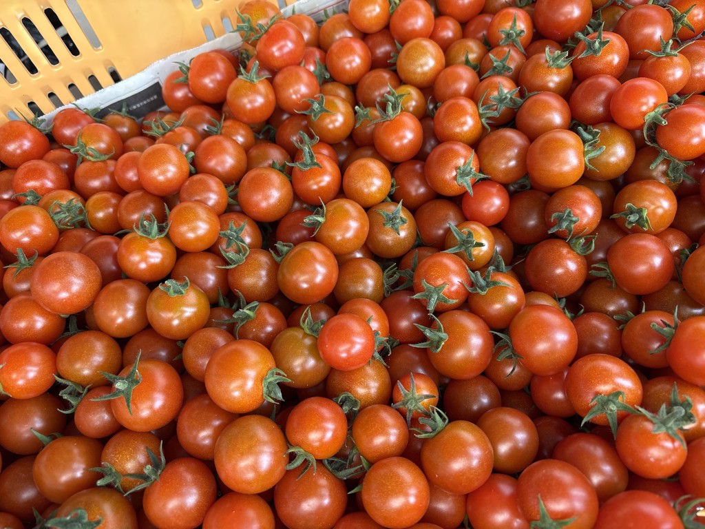 ミニトマト　MIX９ｋｇ(MIX３ｋｇ×3箱) ミニトマト MIX9kg(3kg×3) トマト ミニトマト 業務用」の