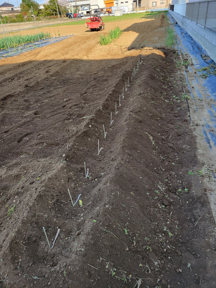 クレバーパイプ(105cm長 長芋用): 農業資材