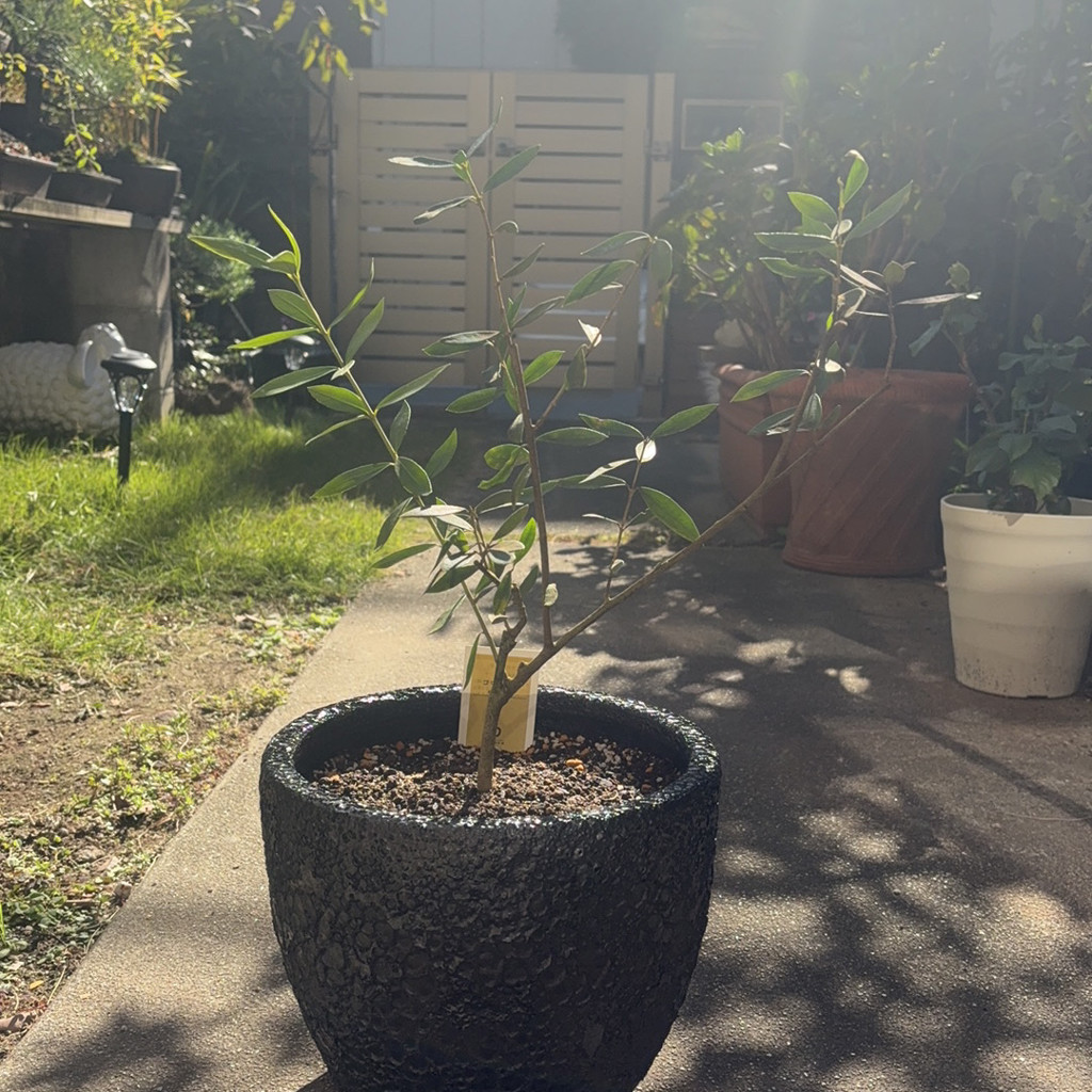 オリーブの苗木 | 井上誠耕園