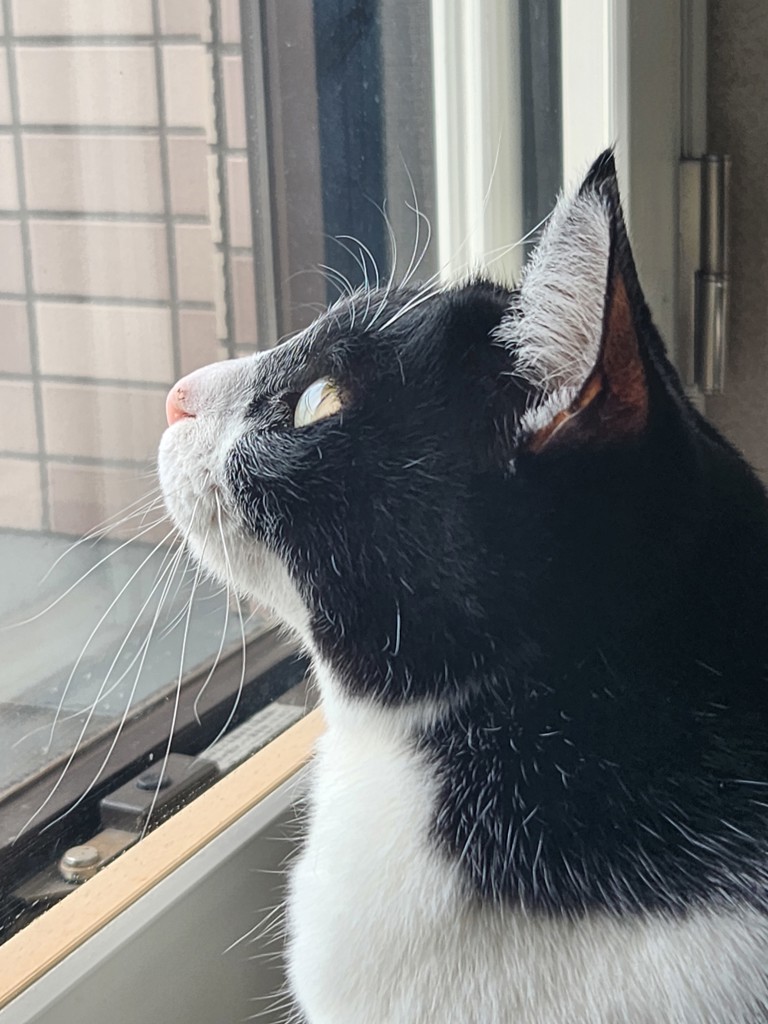投稿写真