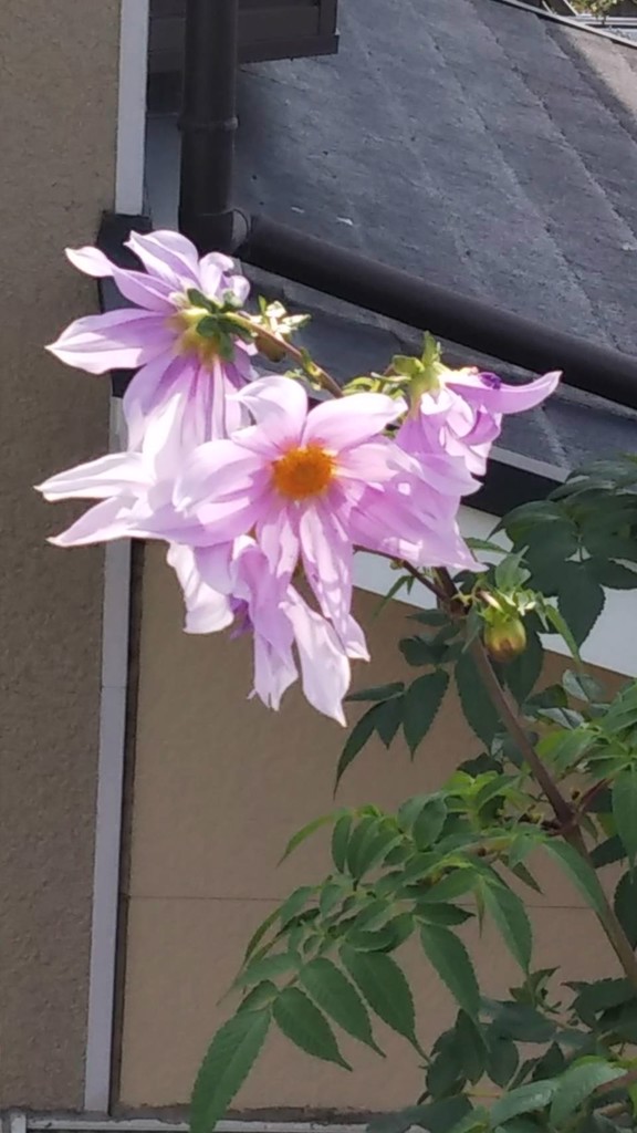 投稿写真