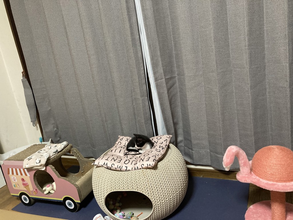 投稿写真