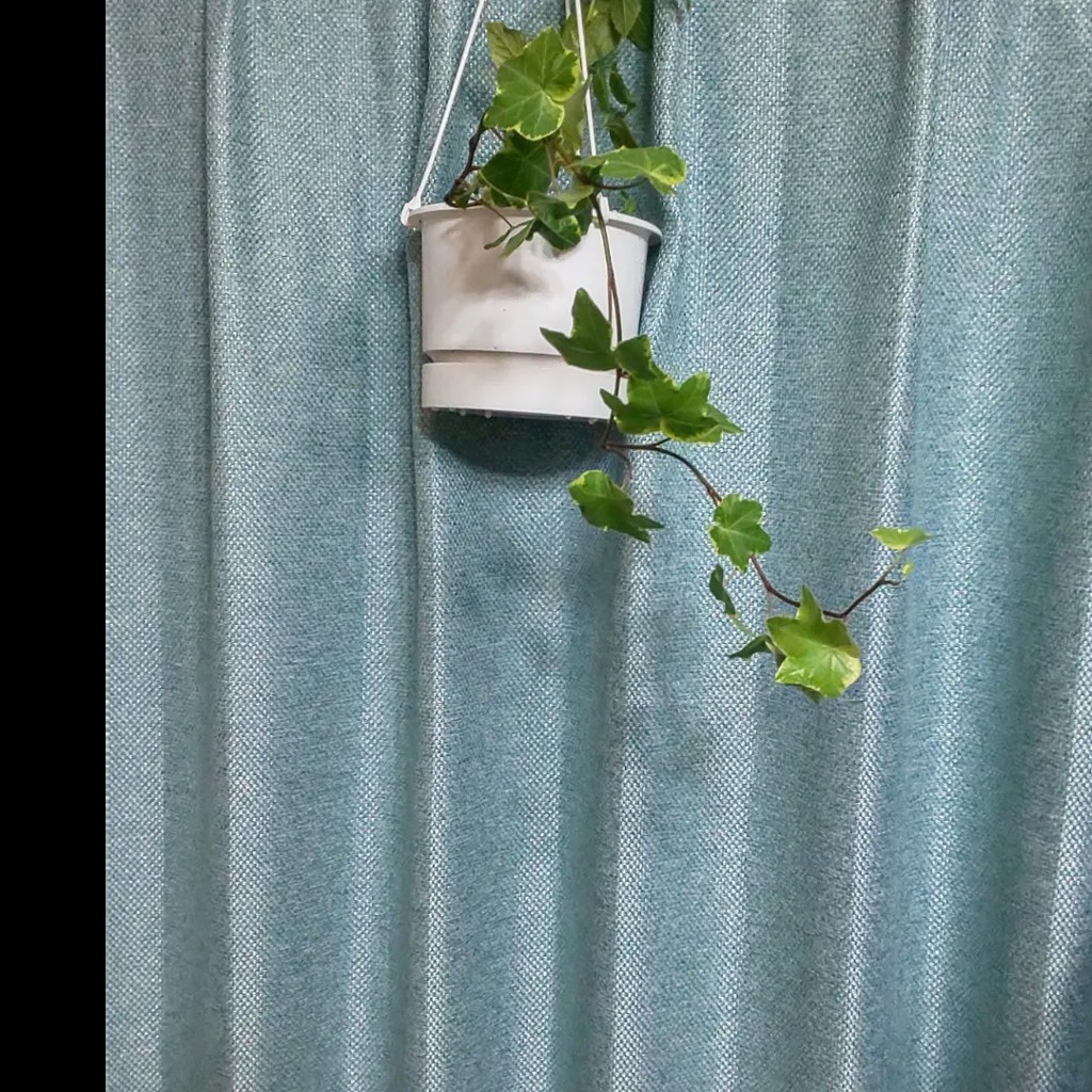 投稿写真