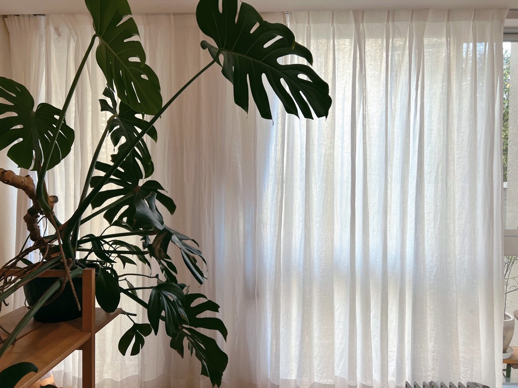 投稿写真
