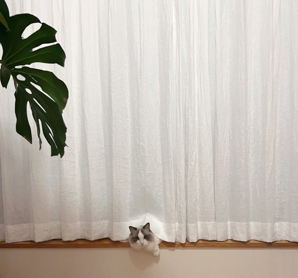 投稿写真