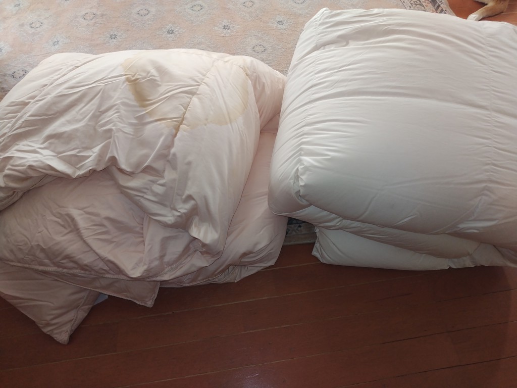 投稿写真