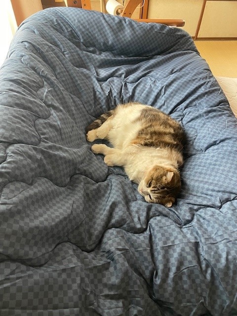 投稿写真