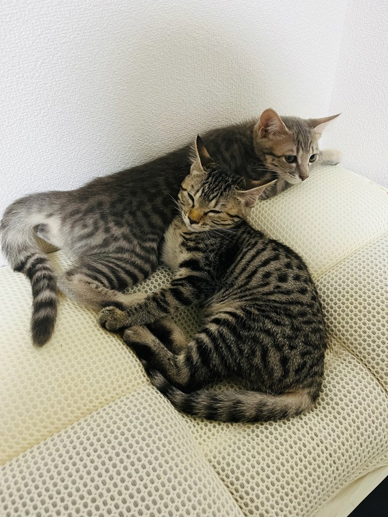 投稿写真