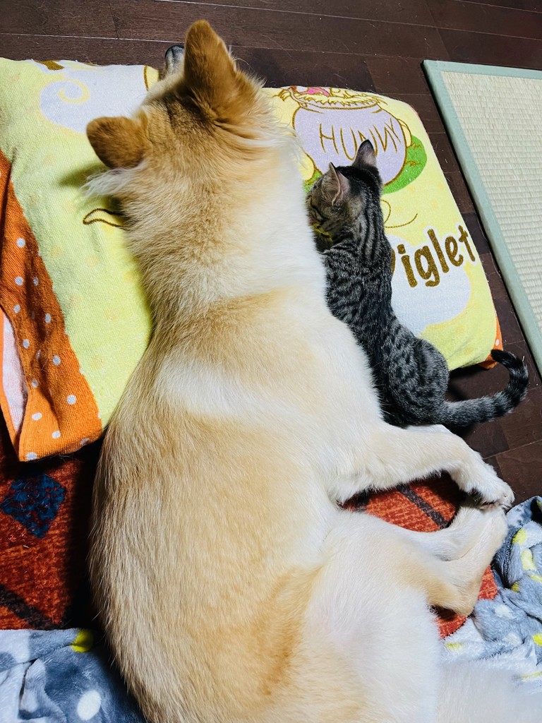 投稿写真