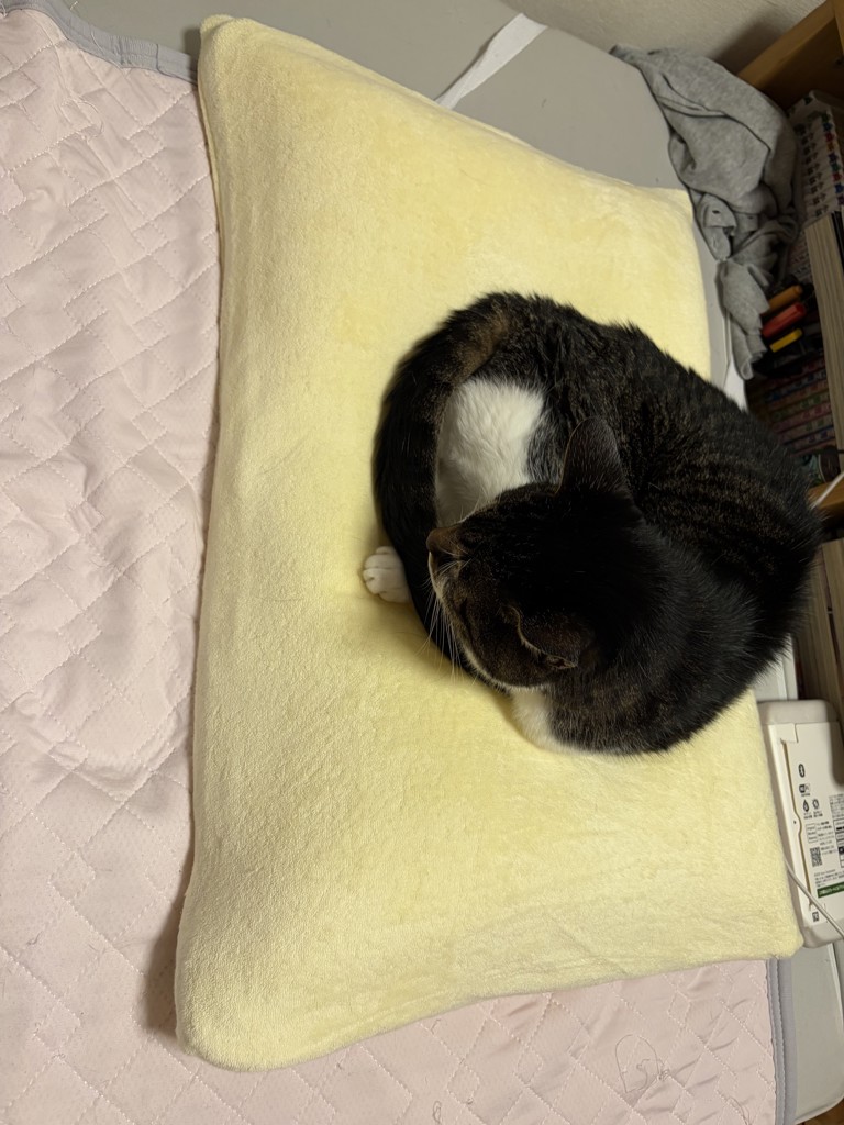 投稿写真