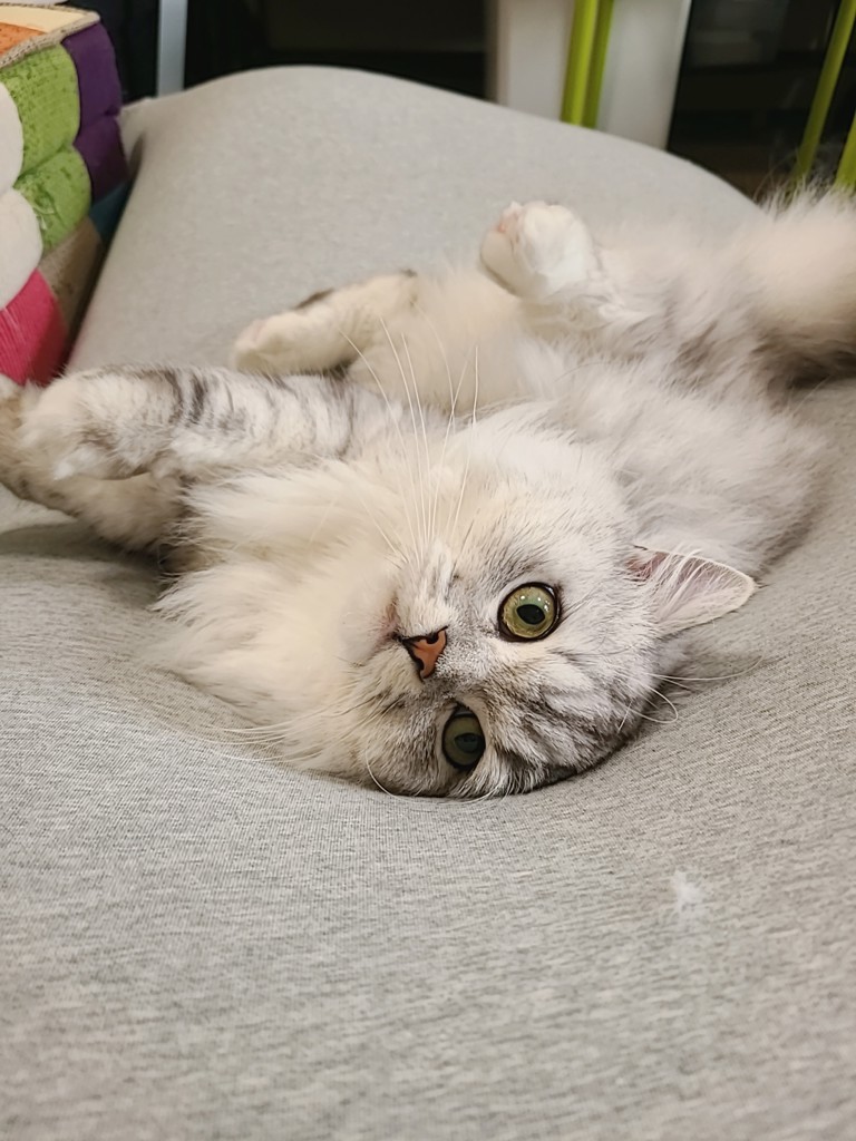 投稿写真