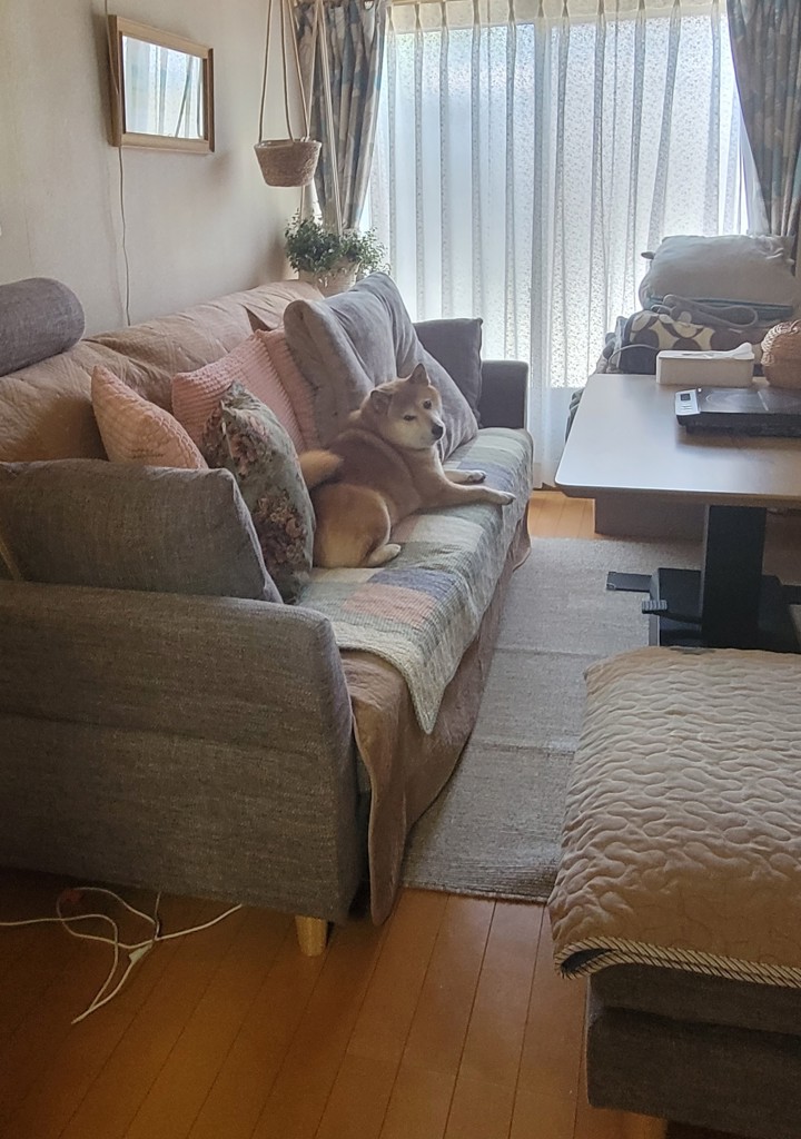 投稿写真