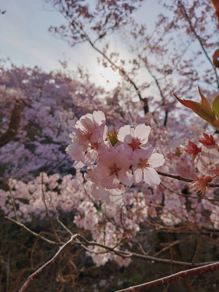 投稿写真