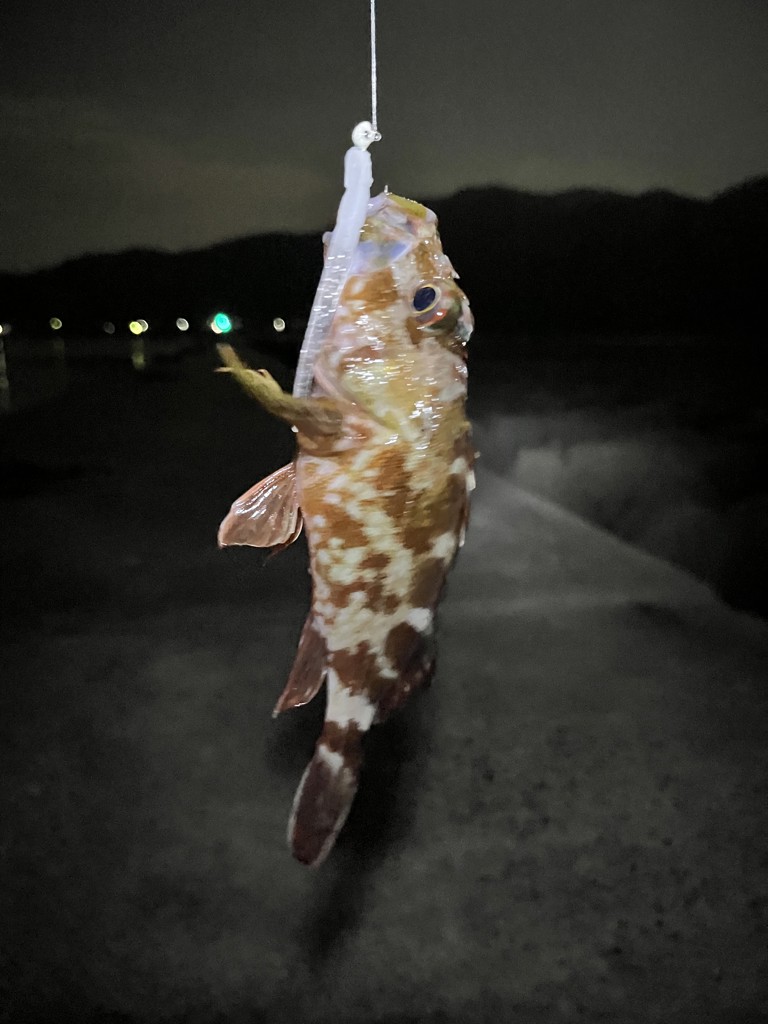 投稿写真