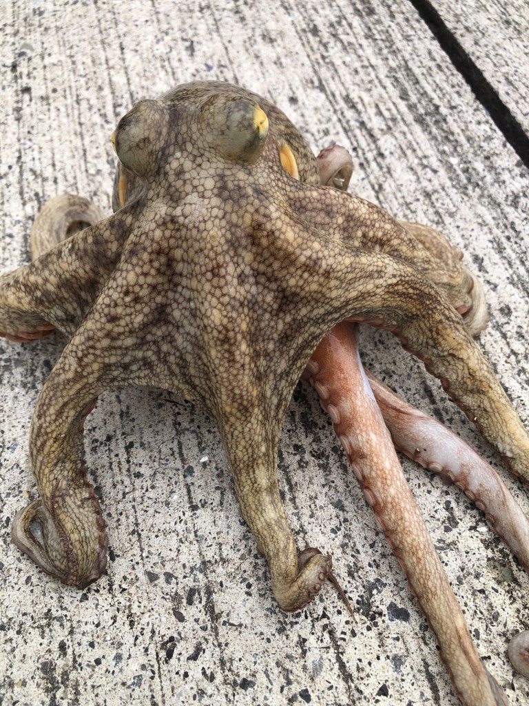 ダイワ フネ XT 150PL-OP 左ハンドル [2021年追加モデル] - 釣具の