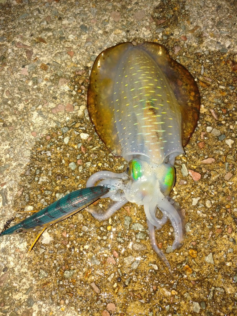 投稿写真