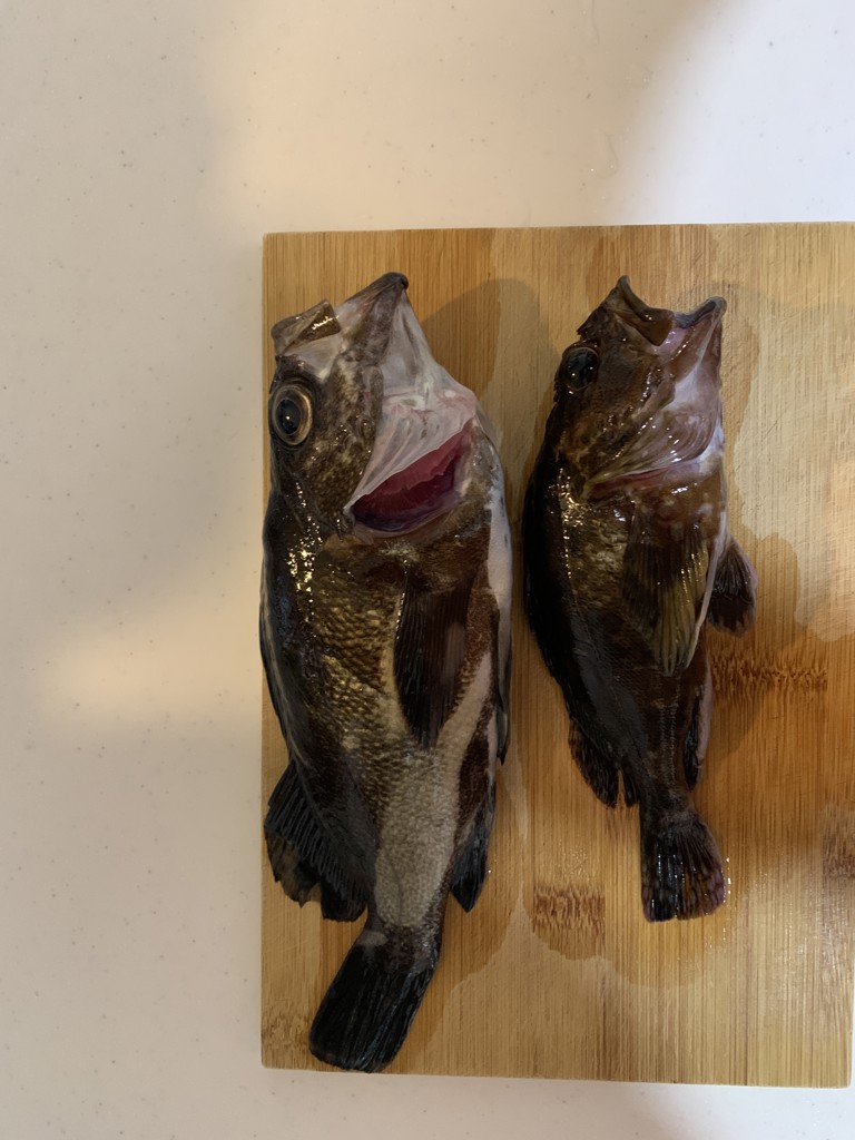 YGK Xブレイド D-PET アジング 200m 0.3号 失透ピンク【ゆう