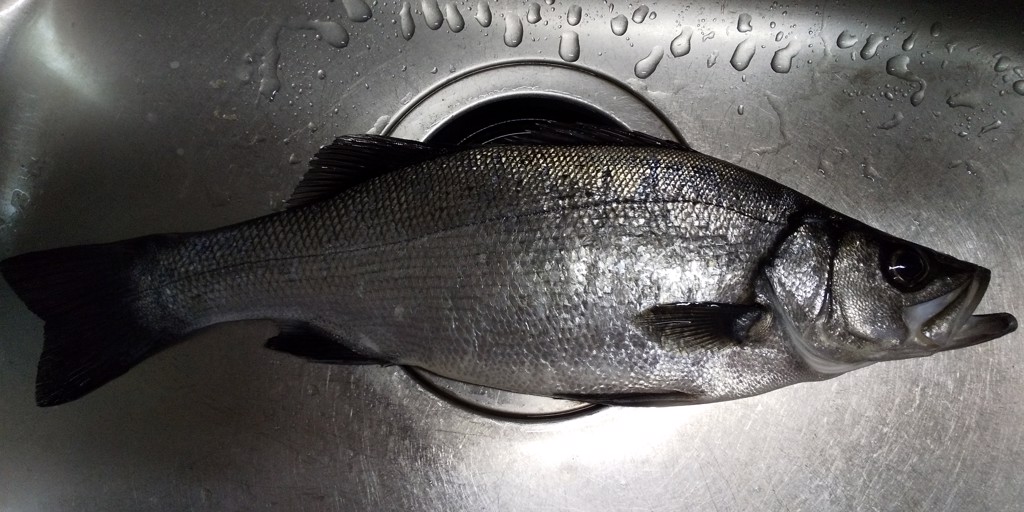 ダイワ モアザン ミドルアッパー 4.2インチ ブルピンイワシ【ゆう