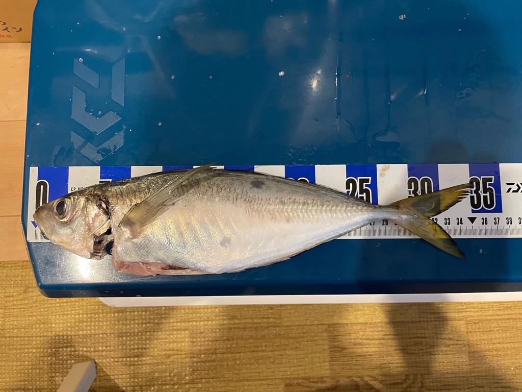 ダイワ アナリスター ライトヒラメ M-225 [21年モデル] - 釣具の