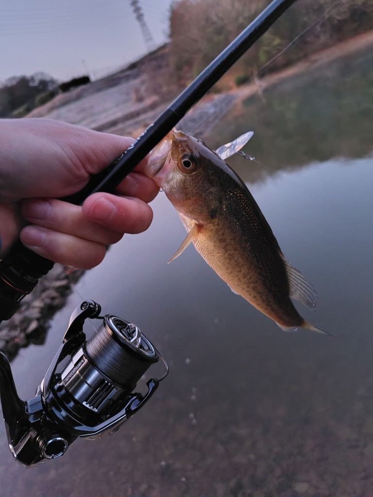 シマノ 24 ポイズンアドレナ 164L-BFS【大型商品】 - 釣具のポイント